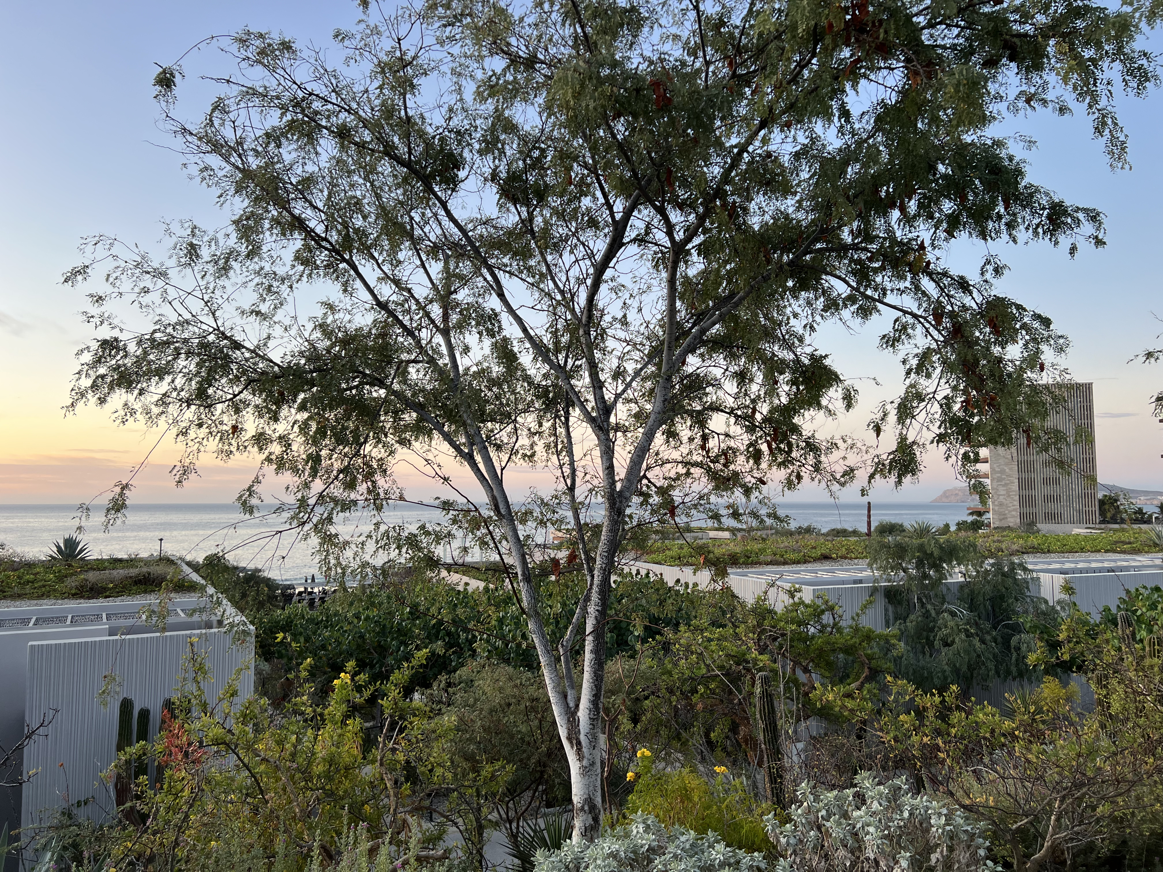 ./2024/13 - Cabo/IMG_4187.jpg